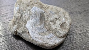 Bivalve