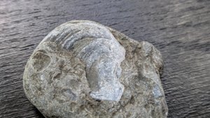 Bivalve