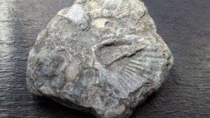 Bivalve - rib detail
