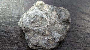 Bivalve