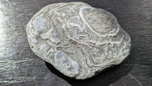 Bivalve impressions - detail