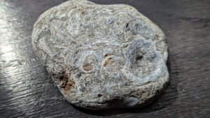 Bivalve impressions