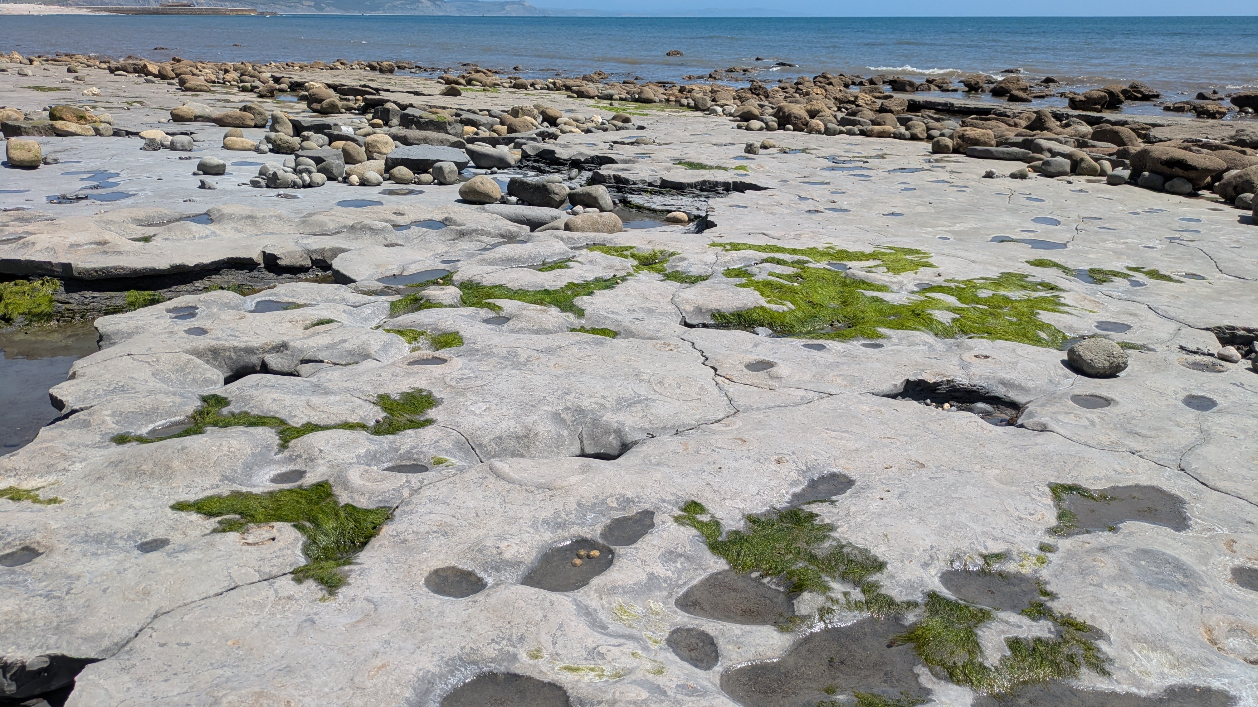 The ammonite pavement at Lyme Regis