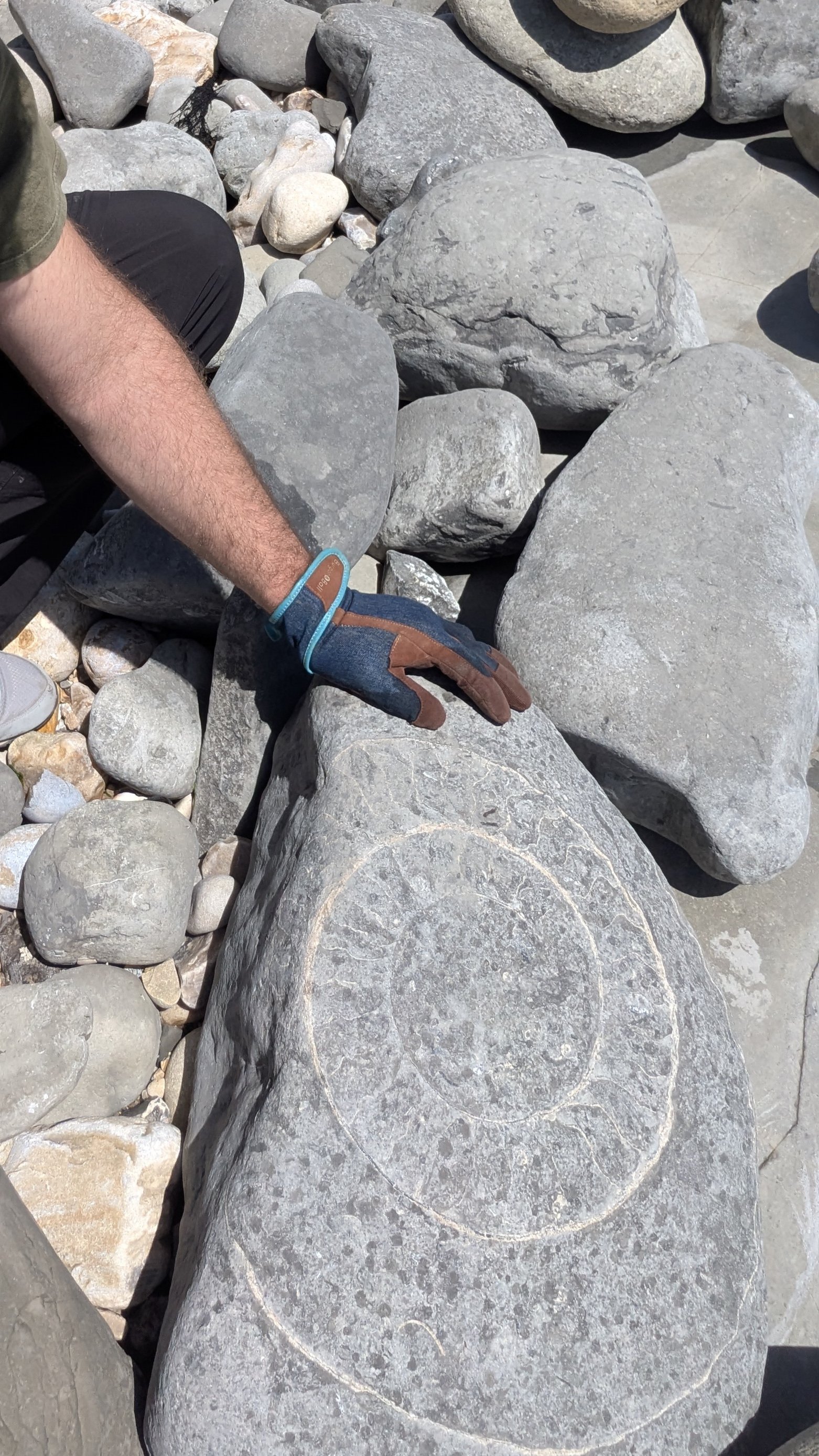A giant ammonite among the beach boulders