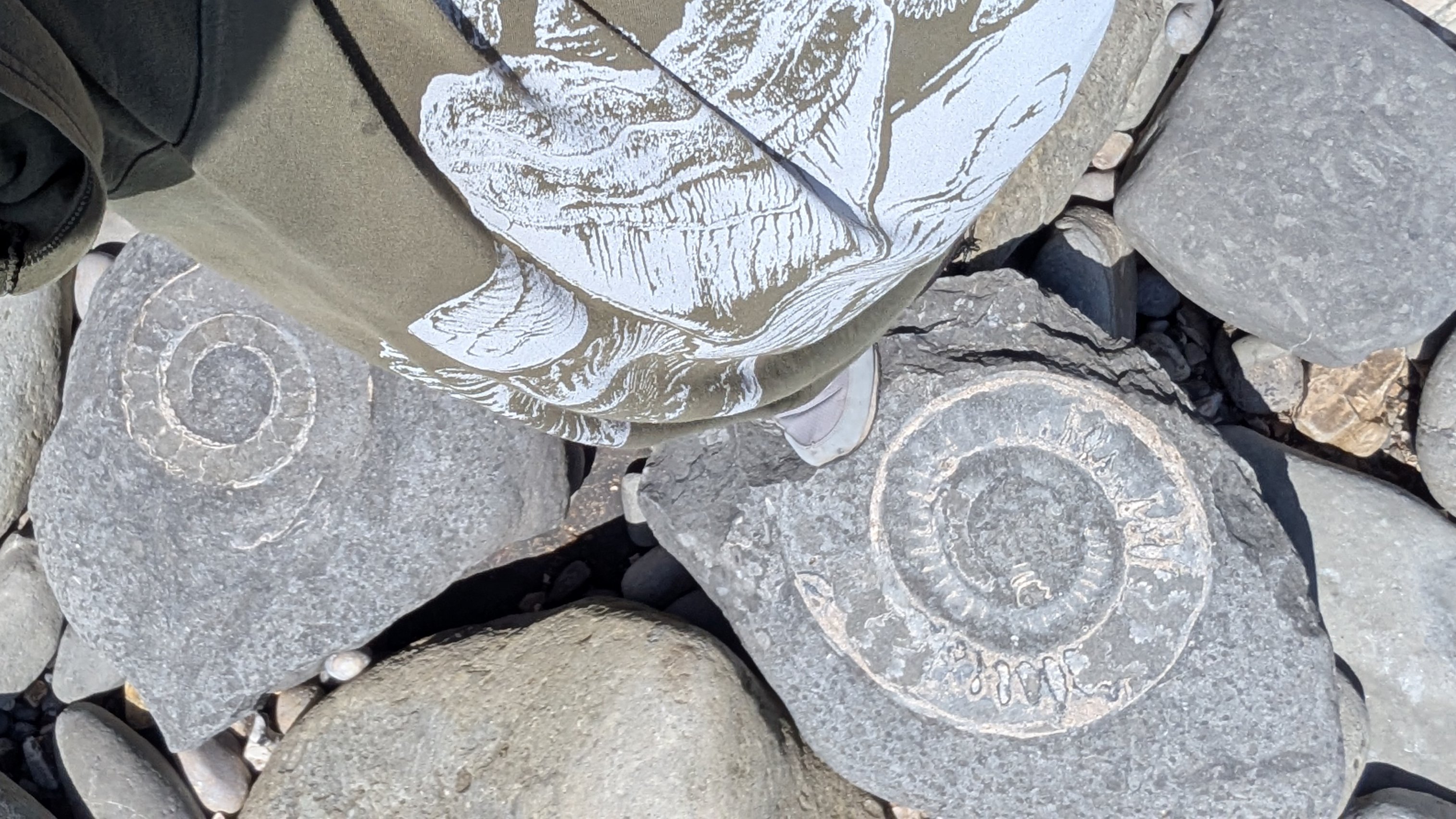 Several large ammonites on the beach