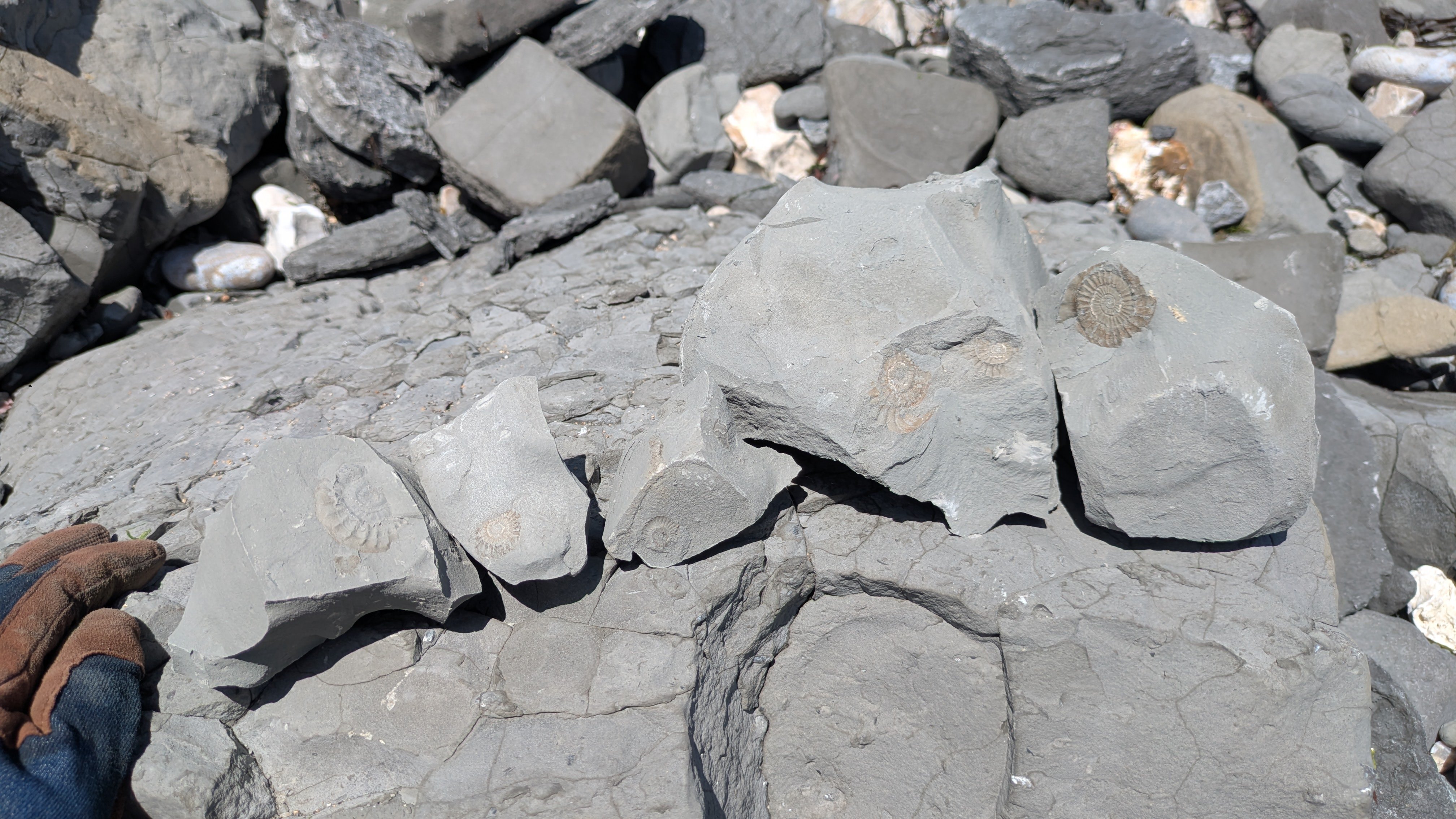 The fossils found during the trip