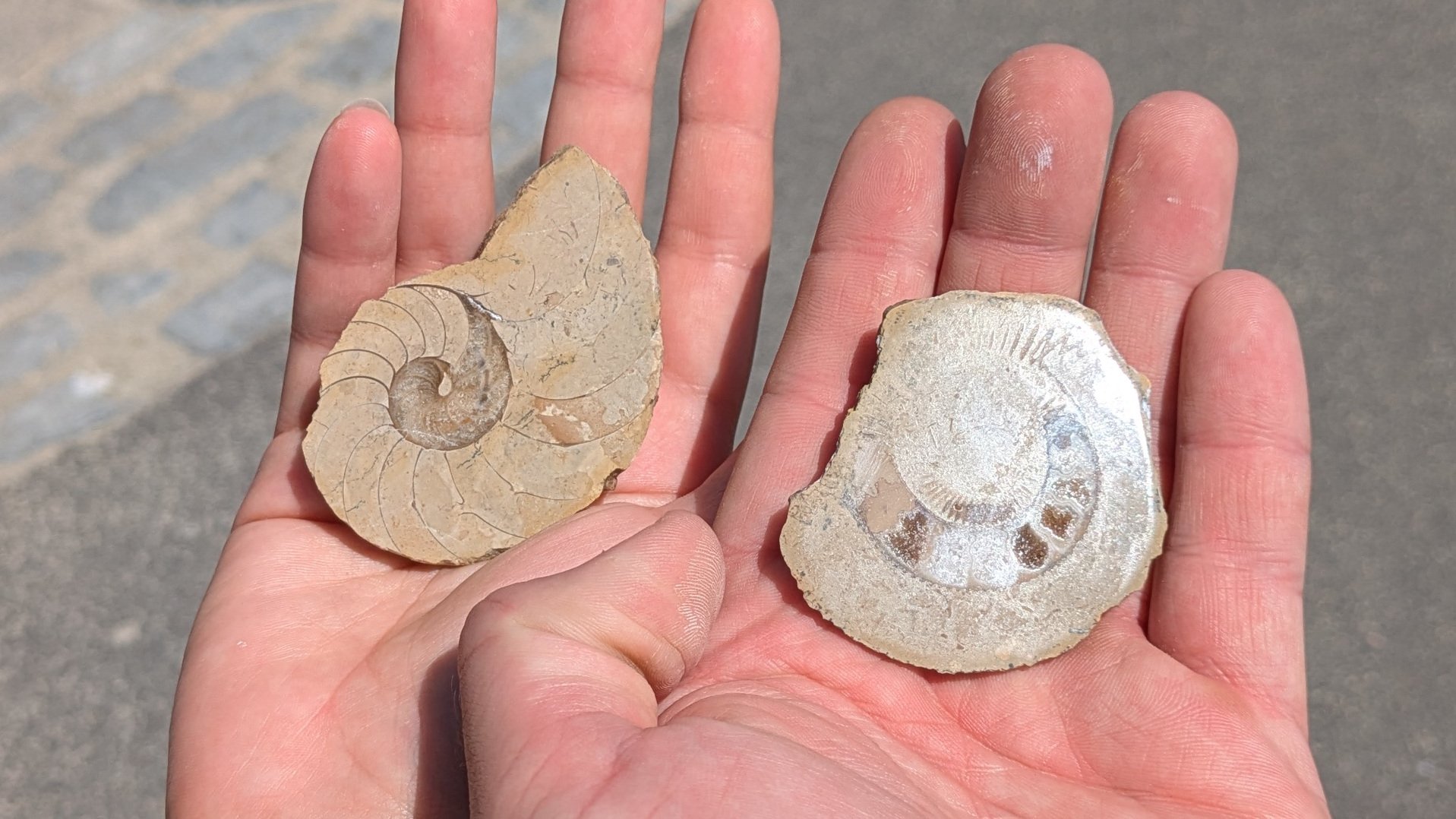Polished cross-sections of a nautilus and an ammonite