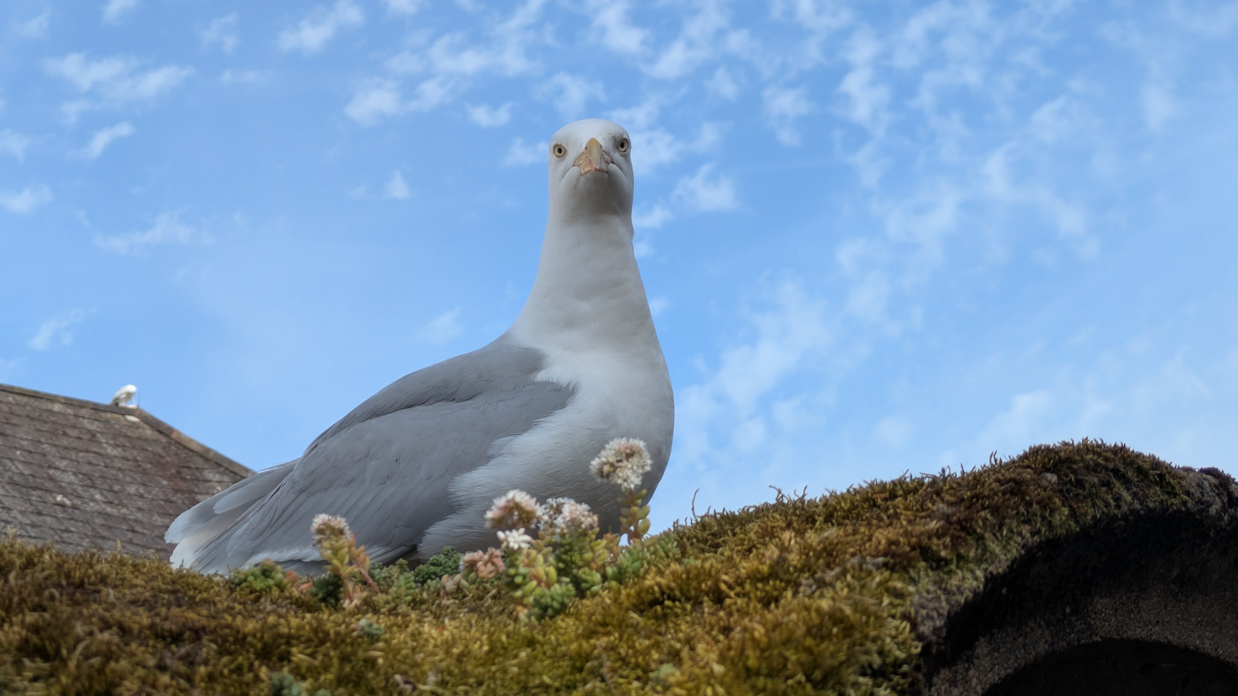 A seagull at Lyme Regis