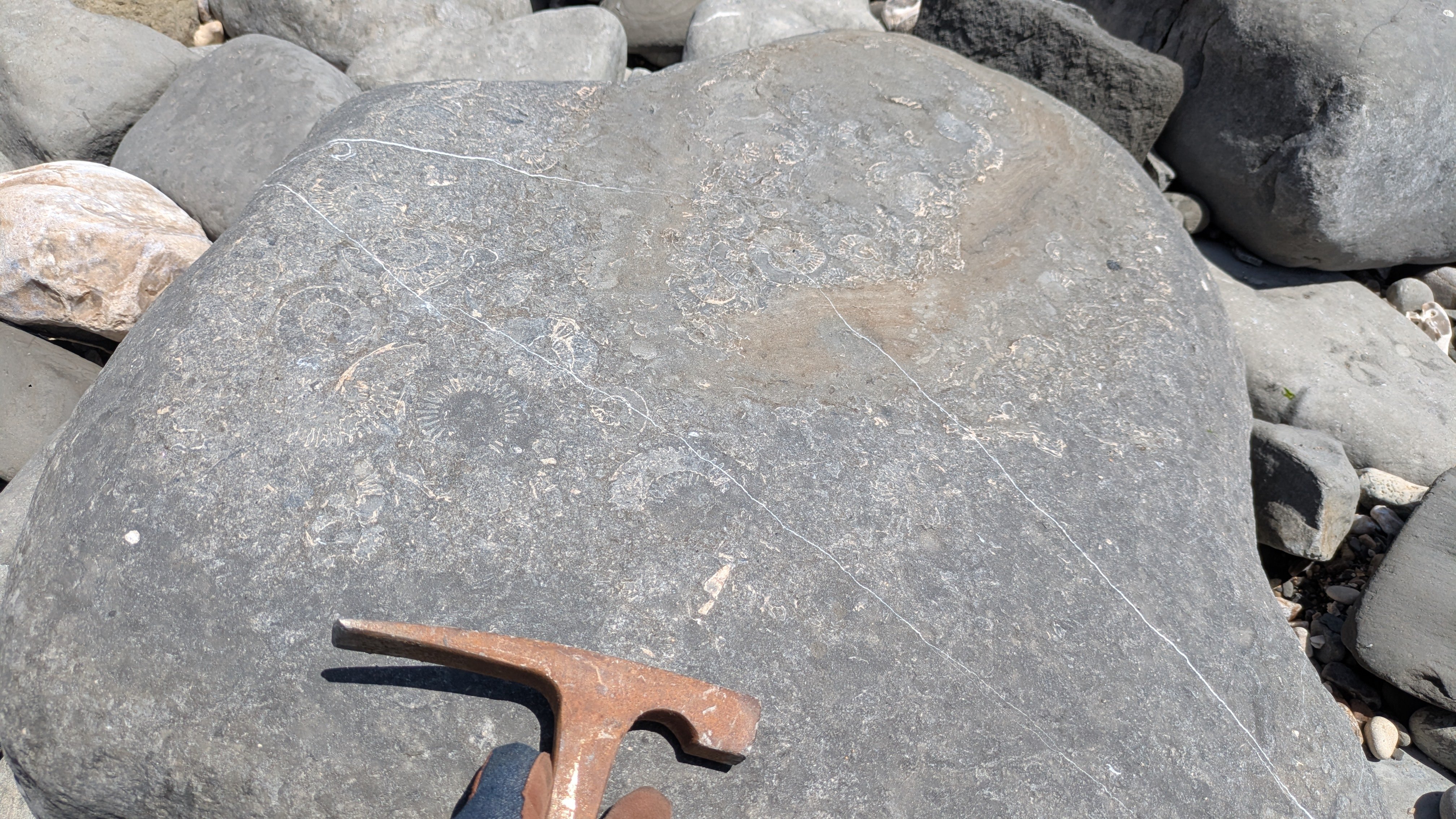 A weathered beach rock with several ammonites on its surface