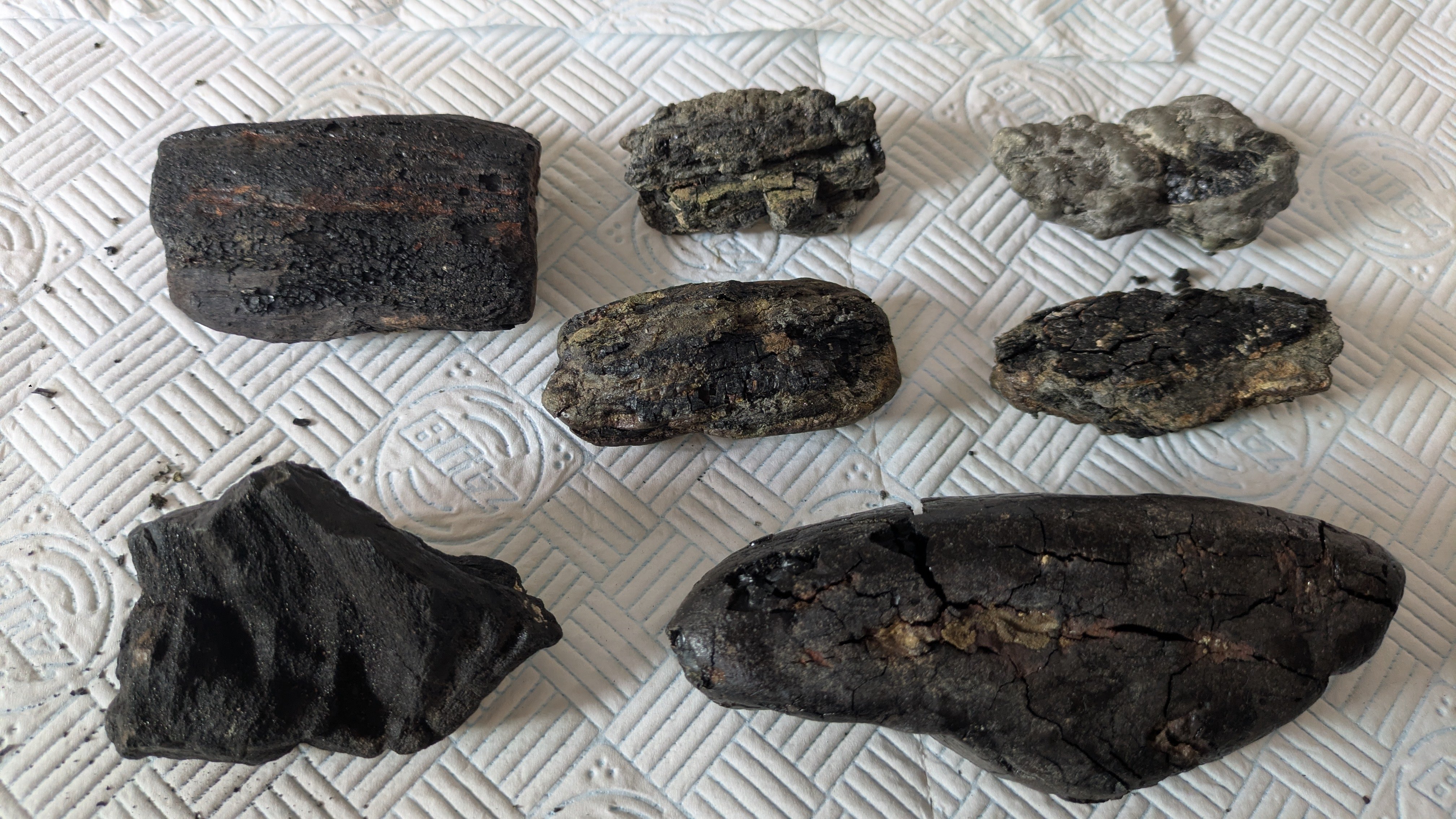 Specimens after the conservation process